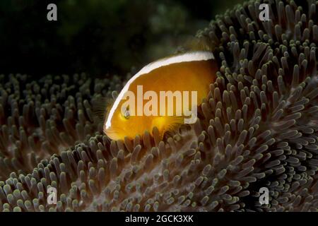 Closeup of exotic marine Amphiprion akallopisos or Skunk clownfish fish and sea anemone underwater Stock Photo