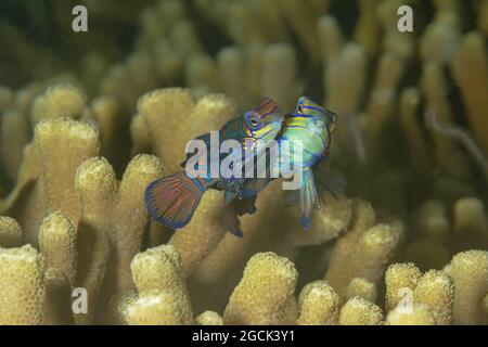 Closeup of pair of small brightly colored Synchiropus splendidus or mandarinfish or mandarin dragonet fishes swimming among corals in tropical sea wat Stock Photo