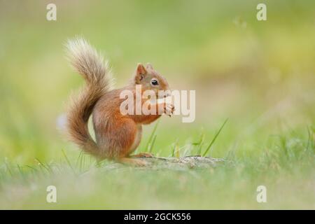 zoology, mammal (mammalia), squirrel, Sciurus vulgaris, NO-EXCLUSIVE-USE FOR FOLDING-CARD-GREETING-CARD-POSTCARD-USE Stock Photo