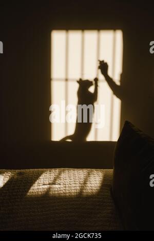 View of shadow and light in bedroom with cat playing with crop an anonymous human Stock Photo