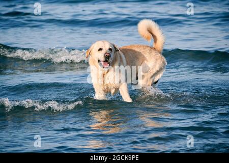 Happy Labrador Retriever dog with wet fur running in sea and splashing water on sunny day Stock Photo