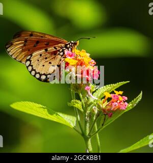 Closeup shot of an acraea violae butterfly on a blossom, in Penang, Malaysia Stock Photo