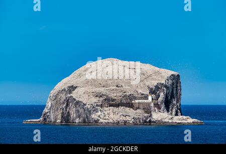 Mass of Northern gannets (Morus bassanus) in seabird colony on Bass Rock island in Firth of Forth, Scotland, UK Stock Photo