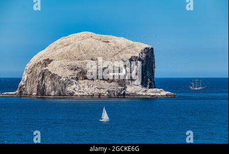 Northern gannets (Morus bassanus) in seabird colony on Bass Rock with tall ship and sailboat, Firth of Forth, Scotland, UK Stock Photo
