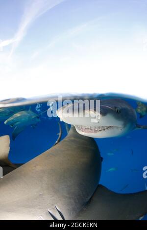 Lemon Sharks (Negaprion brevirostris) at the Surface, Split Shot. Tiger Beach, Bahamas Stock Photo