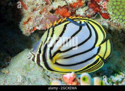 Meyer’s Butterflyfish (Chaetodon meyeri). South Ari Atoll, Maldives Stock Photo