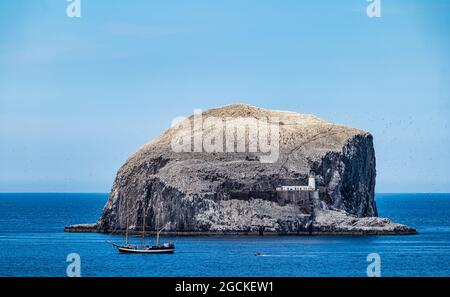 Northern gannets (Morus bassanus) in seabird colony on Bass Rock island with tall ship Pelican, Firth of Forth, Scotland, UK Stock Photo
