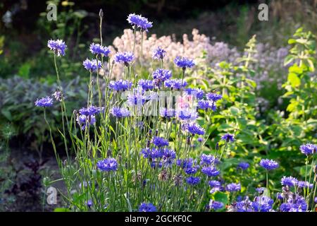 Blue cornflowers (Centaurea cyanus) in bloom in a country garden herbaceous border in summer Carmarthenshire Wales UK    KATHY DEWITT Stock Photo