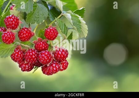 ripe red raspberries on the bush on green background Stock Photo