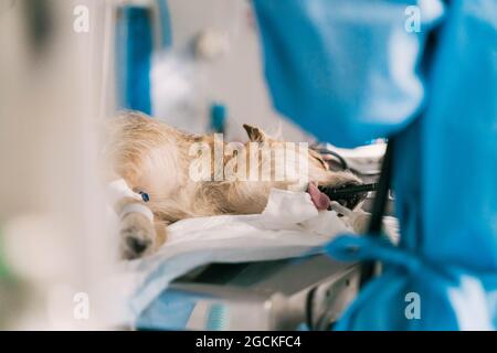 Dog under anesthesia with tube in mouth lying on operating table during surgery in veterinary hospital Stock Photo