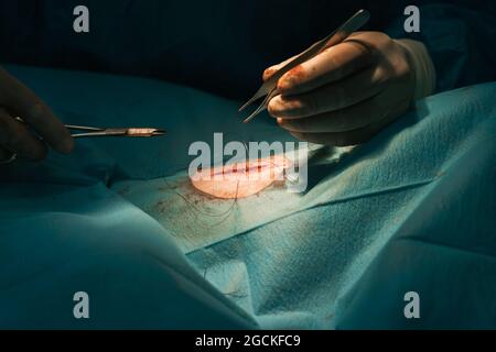 Crop anonymous veterinarian surgeon with professional tools cutting thread after stitching wound on animal patient covered with sterile surgical drape Stock Photo