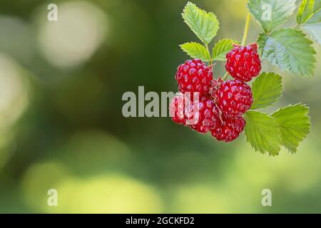 branch of ripe red raspberries on the bush Stock Photo