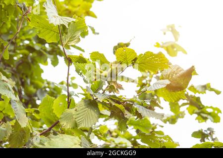 Hazelnut on the branch, Black sea region Stock Photo