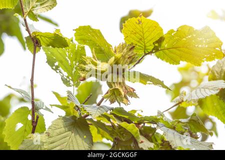Young hazel, green hazelnut nuts, grow on a tree Stock Photo