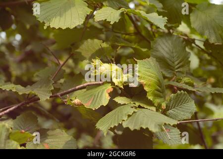 Green hazelnuts are growing on the tree. Stock Photo