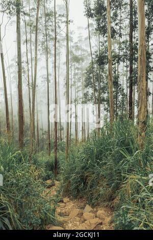 Tall green trees growing in woods on misty day against cloudy sky Stock Photo