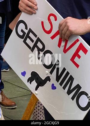 London, UK. 09th Aug, 2021. Demonstrators protest outside the Department of the Environment against the ordered euthanasia of alpaca Geronimo, one person holds a sign 'Save Geronimo'. With a protest march in London, supporters wanted to demonstrate for the rescue of Geronimo, an alpaca suspected of suffering from bovine tuberculosis. Credit: Benedikt von Imhoff/dpa/Alamy Live News Stock Photo