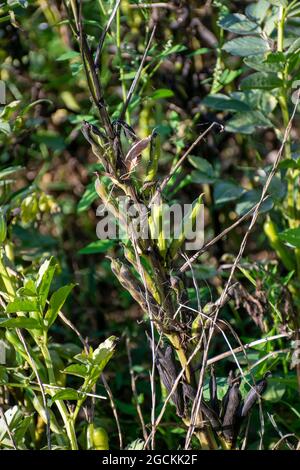 Spring beans - late stage pre-harvest Stock Photo