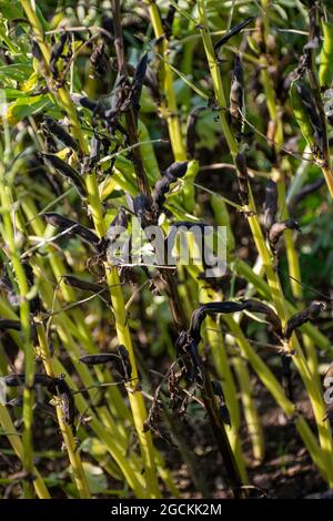 Spring beans - late stage pre-harvest Stock Photo