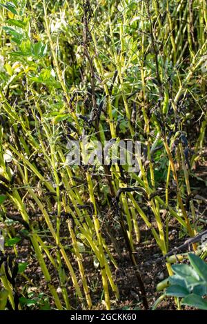 Spring beans - late stage pre-harvest Stock Photo