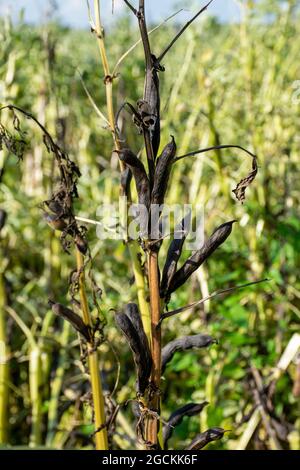 Spring beans - late stage pre-harvest Stock Photo