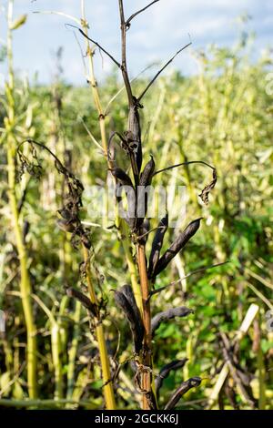 Spring beans - late stage pre-harvest Stock Photo