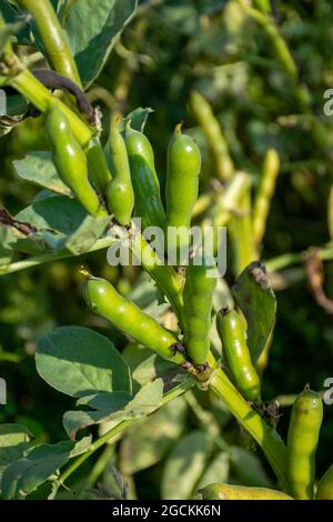 Spring beans - late stage pre-harvest Stock Photo