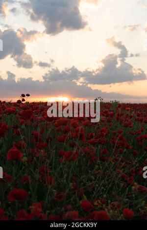 Landscape of poppy flowers field at sunset during springtime Stock Photo