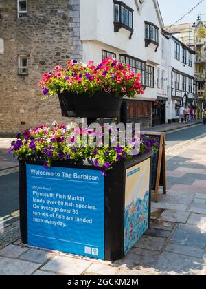 Ornamental planters filled with petunias for summer display on Southside Street, the Barbican, Plymouth, UK Stock Photo