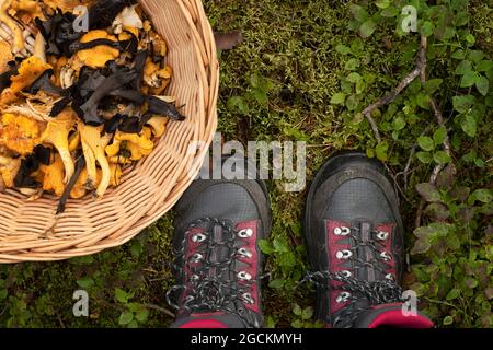 View of one person's outdoor boots next to basket filled with wild edible mushrooms - both golden chanterelle mushrooms and black chanterelles. Stock Photo