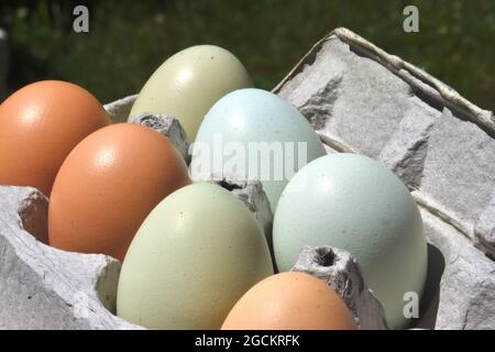 Eggs from free-range chickens for sale at a local farm stand. Closeup. Long Island, New York. Stock Photo