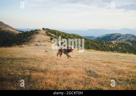 Energetic fluffy Labradoodle dog running on grassy hill in highlands on cloudy day Stock Photo