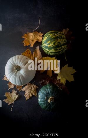 Top view still life composition with set of multicolored fresh decorative pumpkins and dry yellow foliage on black background Stock Photo