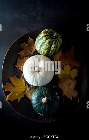 Top view still life composition with set of multicolored fresh decorative pumpkins and dry yellow foliage on bowl on black background Stock Photo