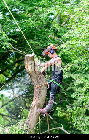 Tree surgeon lumberjack tree feller with chainsaw cutting down an ash tree with ash dieback & heartwood rot. Kent England UK