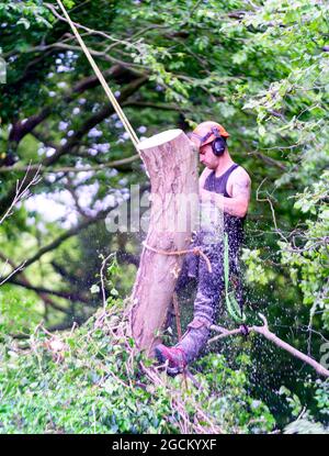 Tree surgeon lumberjack tree feller with chainsaw cutting down an ash tree with ash dieback & heartwood rot. Kent England UK