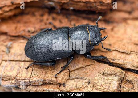 female Lesser stag beetle Dorcus parallelipipedus on a rotting wood background. Kent England UK Stock Photo