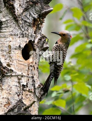 Northern Flicker bird close-up view creeping on tree by its nest cavity entrance, in its environment and habitat surrounding during bird season mating Stock Photo