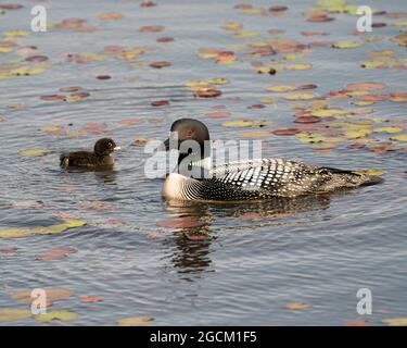 Common Loon swimming and caring for baby chick loon with water lily pads foreground and background, enjoying the miracle new life in their environment Stock Photo