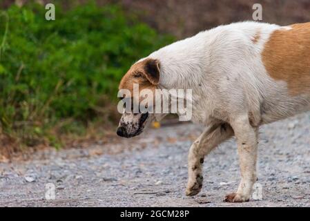 thai Bangkaew dog walking on the road Stock Photo