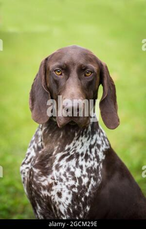 Deutsch Kurzhaar, German Short-Haired Pointer Stock Photo