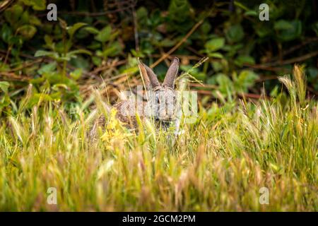 Peekaboo- Wild cotton tail rabbit sitting in the gras Stock Photo