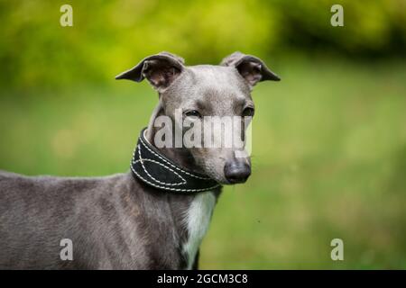 Italian Greyhound, Piccolo Leviero Italiano Stock Photo