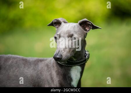 Italian Greyhound, Piccolo Leviero Italiano