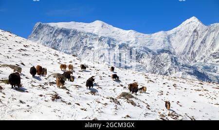 Herd of yaks (bos grunniens) on snow in Annapurna Area near Ice lake (Kicho Tal), Annapurna range, Nepal Stock Photo