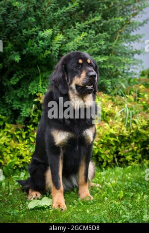 Dog Tibetan Mastiff / do-khyi / Tibetdogge puppy sitting in a meadow