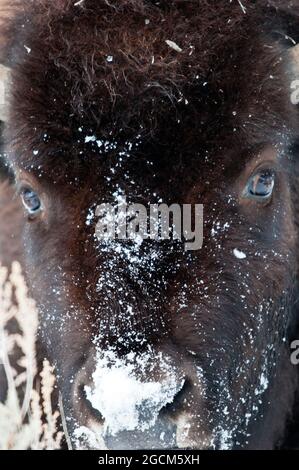 Bison (Bison bison) face covered with snow Stock Photo - Alamy