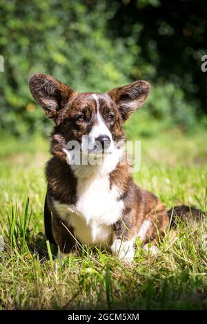 Brindle Welsh Corgi Cardigan, 6 months old Stock Photo