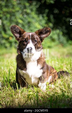 Brindle Welsh Corgi Cardigan, 6 months old Stock Photo