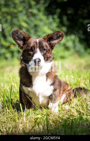 Brindle Welsh Corgi Cardigan, 6 months old Stock Photo